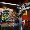 Penemuan Fosil 256 Telur Dinosaurus di India Ungkap Fakta Mengejutkan 